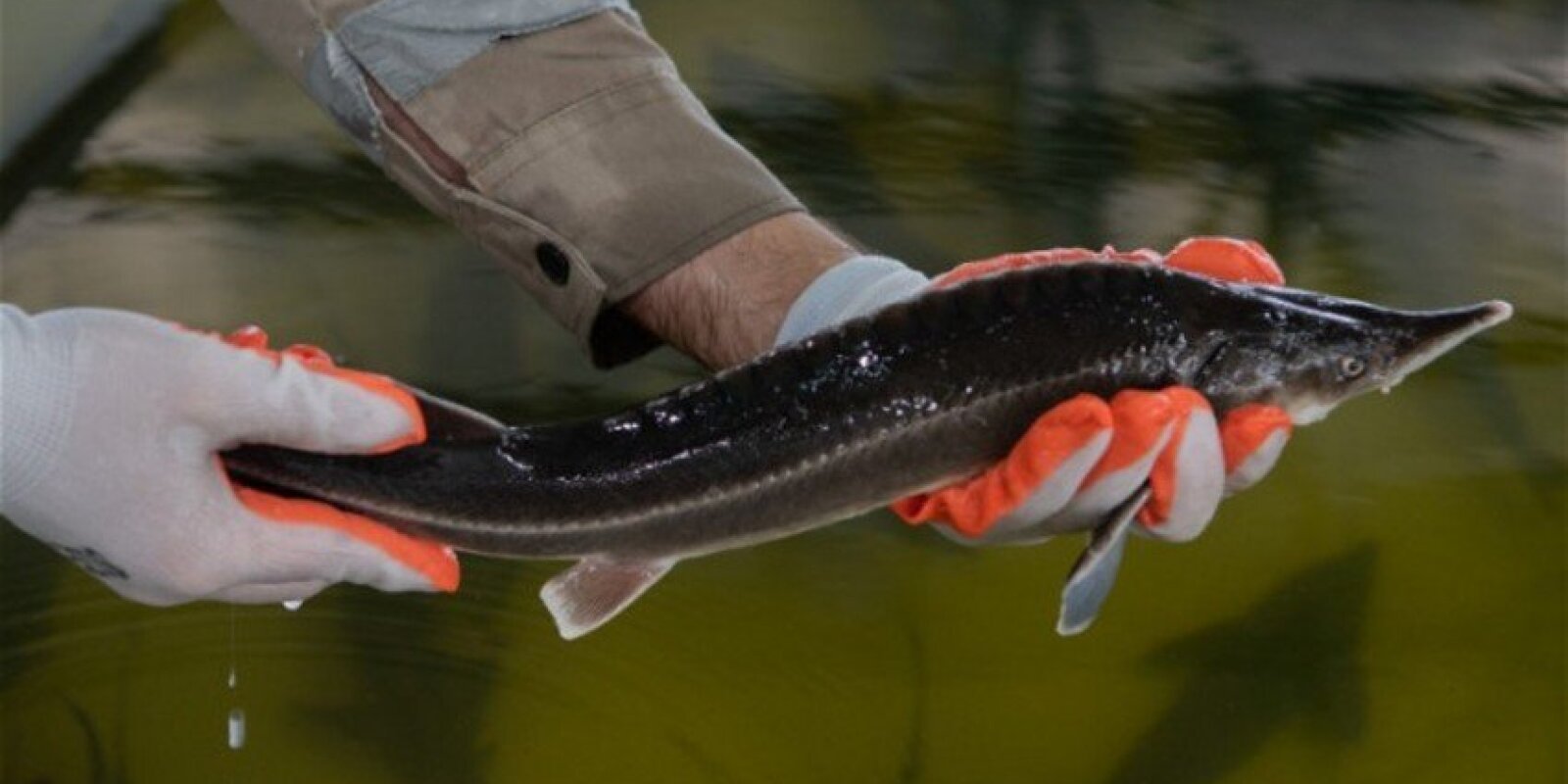 Azərbaycan balığı Avropa ölkələrinə ixrac olunacaq